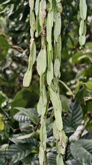(c) fmunoz, some rights reserved (CC BY) Rhipsalis paradoxa, photograph (c) fmunoz, some rights reserved (CC BY)