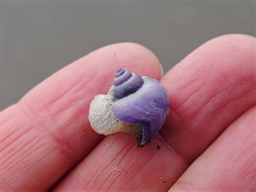 photo of Dwarf Violet Snail (Janthina exigua)