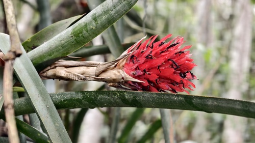 Quesnelia arvensis, photograph 1