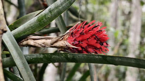 Quesnelia arvensis
