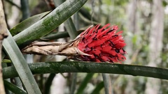 Quesnelia arvensis