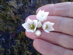 Gentianella montana montana