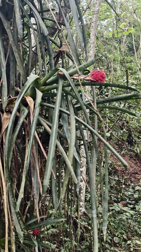Quesnelia arvensis, photograph 3