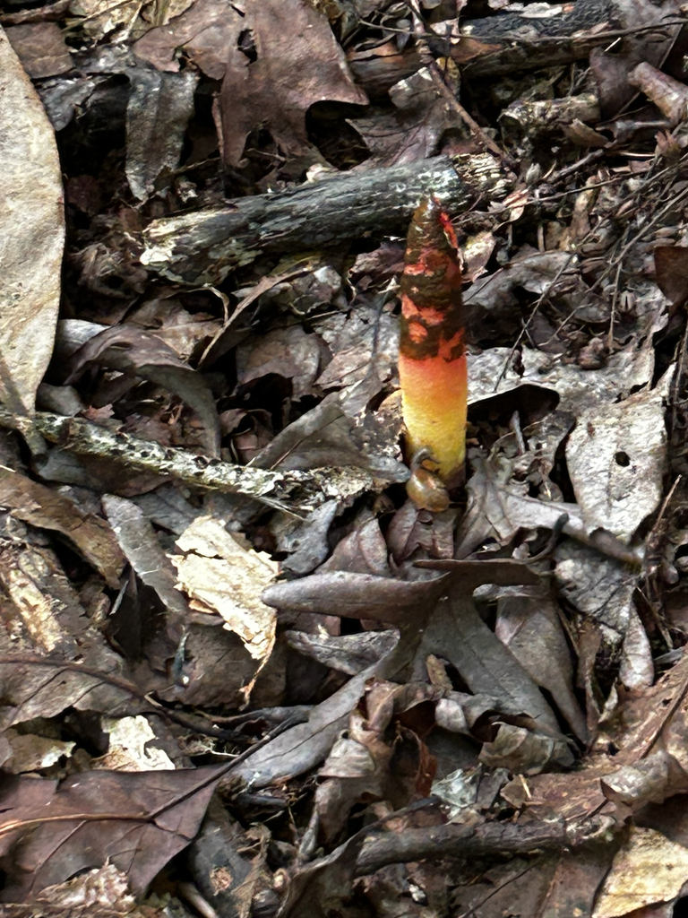 devil's dipstick · August 2026 · photo: Photo: (c) caher001, some rights reserved (CC BY) · iNaturalist