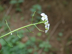 Arabidopsis halleri