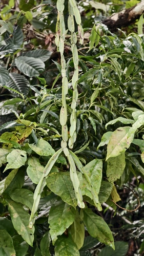 Rhipsalis paradoxa, photograph 6