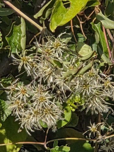 Old man's beard