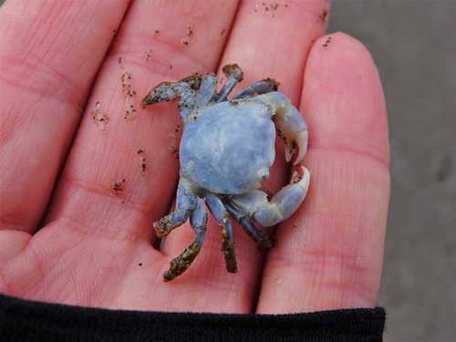 photo of Gulfweed Crab (Planes minutus)