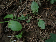 Arabidopsis halleri