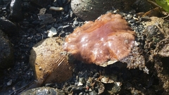 Kaburakia excelsa