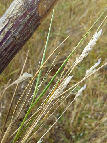 Aira praecox, photograph 6