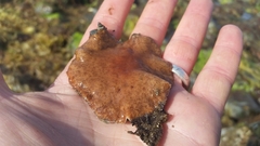 Kaburakia excelsa