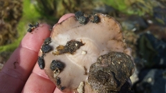 Kaburakia excelsa