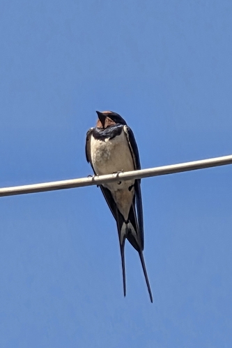Barn Swallow