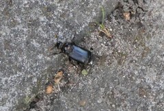 Nicrophorus humator