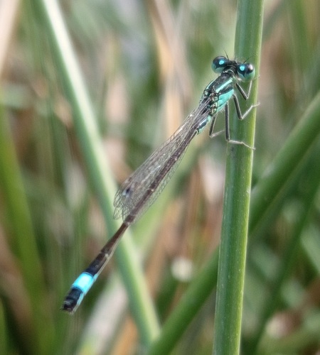 Blue-tailed Damselfly