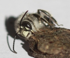 Habropoda depressa