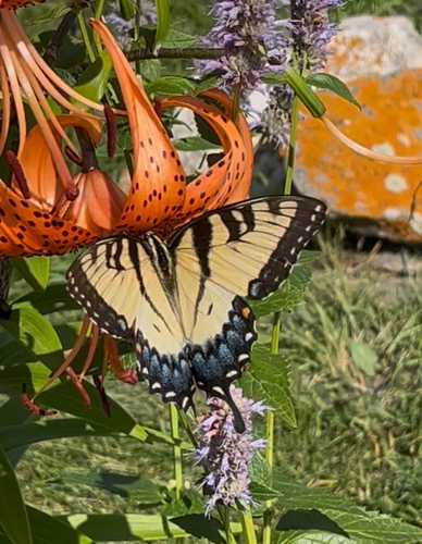 Eastern Tiger Swallowtail