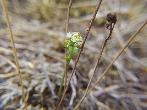 Teesdalia nudicaulis