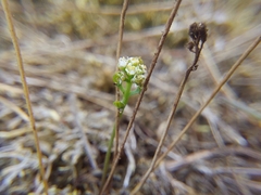 Teesdalia nudicaulis