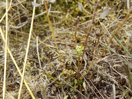 Teesdalia nudicaulis, photograph 1