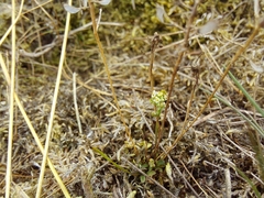 Teesdalia nudicaulis, photograph (c) E. Borchert, some rights reserved (CC BY)