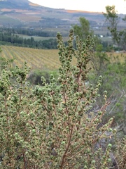 Cliffortia polygonifolia