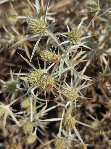 Field Eryngo