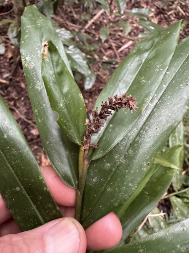Alpinia modesta observed 2026-08-14