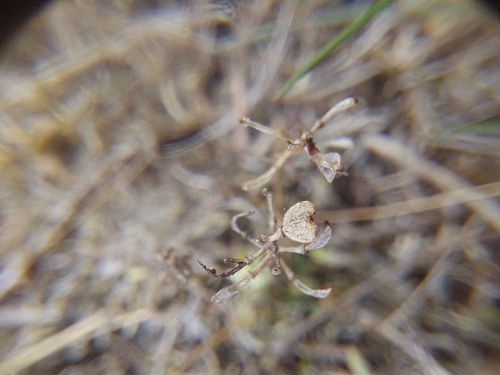 Teesdalia nudicaulis, photograph 2