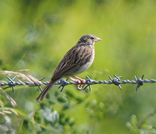 Vesper Sparrow