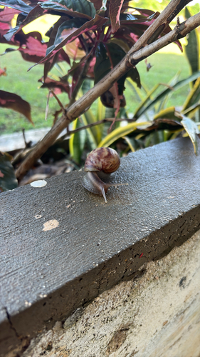 Achatina fulica observed 2026-08-16