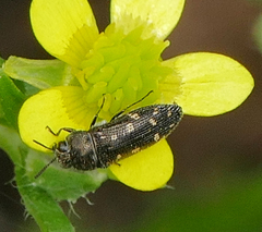 Acmaeodera tubulus