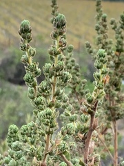 Cliffortia polygonifolia
