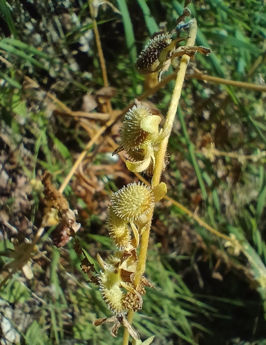 Cynoglossum germanicum, photograph 2