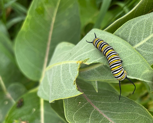 Monarch