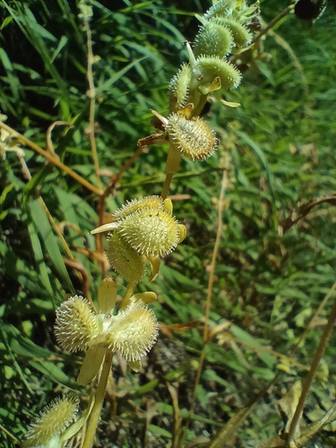 Cynoglossum germanicum, photograph 4