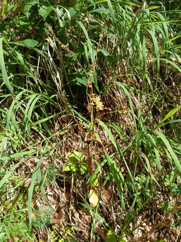 Cynoglossum germanicum, photograph 5