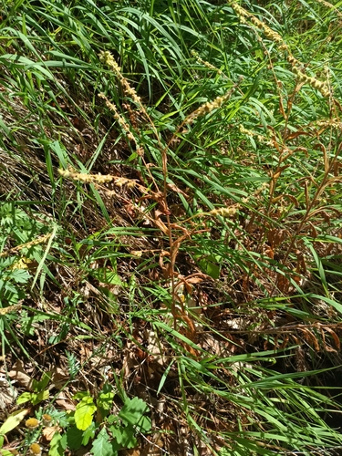 Cynoglossum germanicum, photograph 6