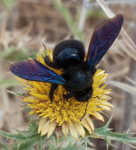 Violet Carpenter Bee