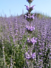 Nepeta curviflora