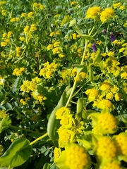 Bupleurum lancifolium