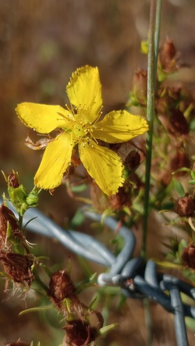 Common St. John's Wort