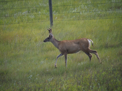 Mule Deer