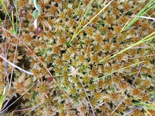 Sphagnum majus observed 2026-08-15