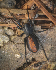 Castianeira descripta