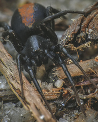 Castianeira descripta