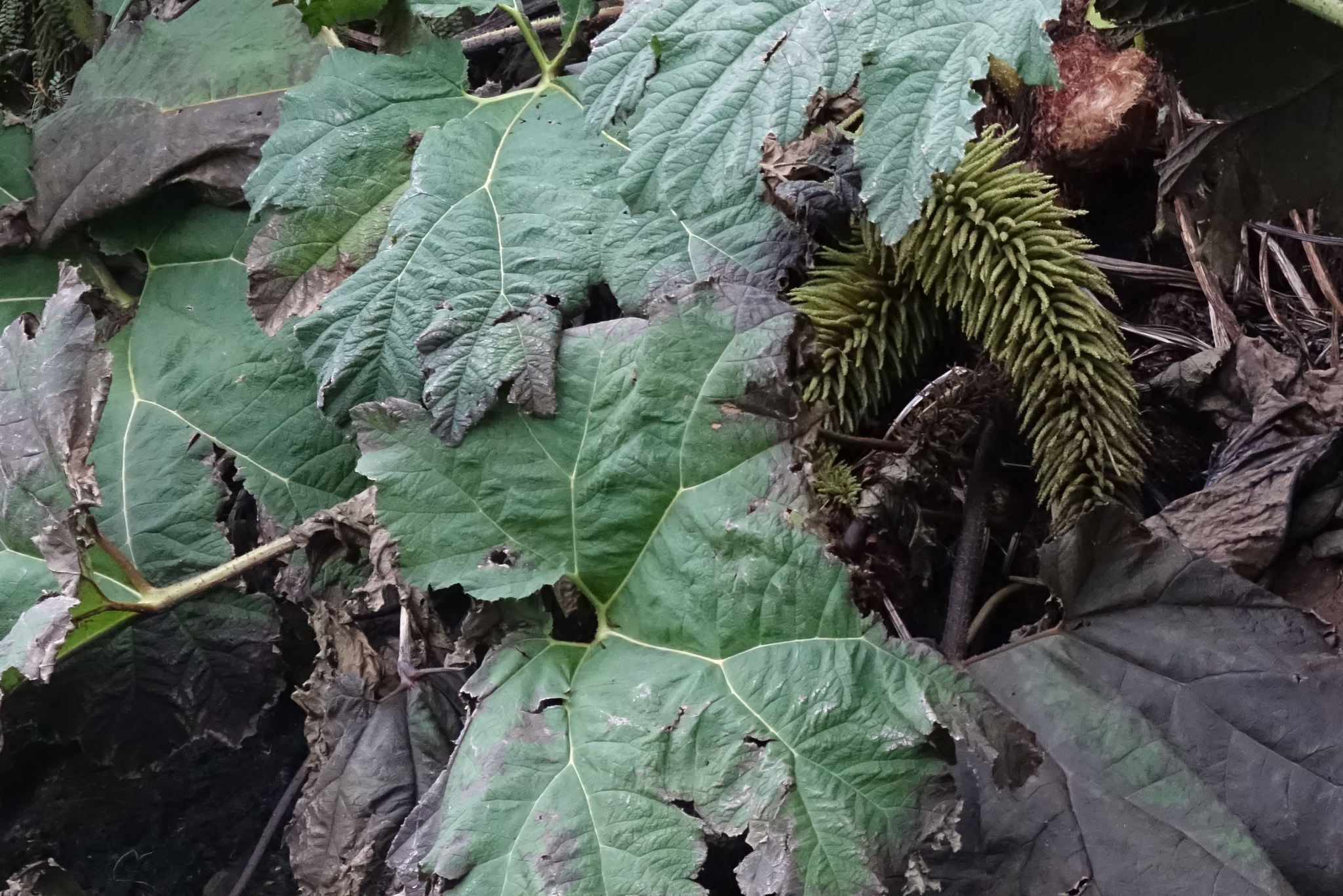 Huerto (XIII) : Ruibarbo un gran desconocido – creciendo entre flores, image size:2048x1367