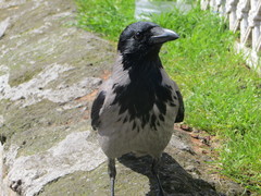 Corvus cornix pallescens