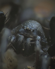 Castianeira descripta